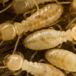 photo termite